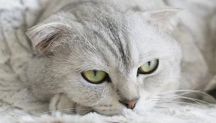 哪里可以找到免费版的快手刷赞软件网站?